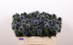 Eryngium Alpinum Scorpius Questar 50cm