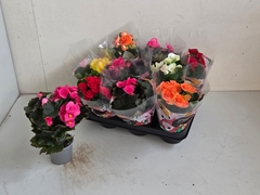 Begonia Double Mix 9Ø 25cm