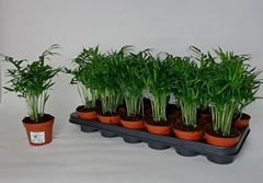 Chamaedorea Elegans 9Ø 27cm