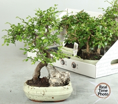 Bonsai Mix 21Ø 28cm