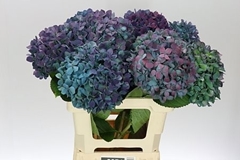 Hydrangea Pimpernel Classic 65cm 17-19cm Hd