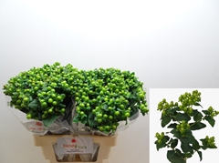 Hypericum Magical Green Power 60cm