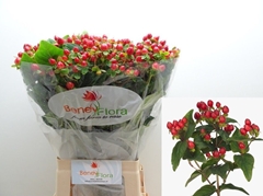 Hypericum Magical Triumph 70cm
