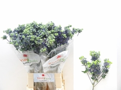 Eryngium Planum Magical Purple Stars 70cm