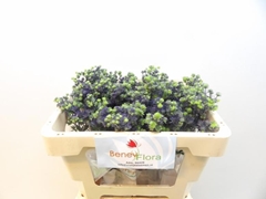 Eryngium Planum Magical Purple Stars 45cm