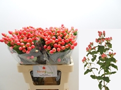 Hypericum Magical Royal Princess 60cm