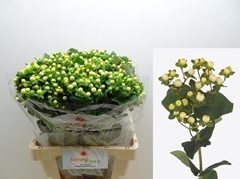 Hypericum Magical Snowprince 60cm