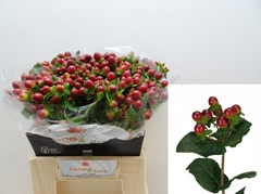 Hypericum Magical Seasons 40cm