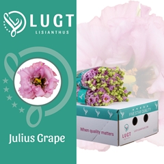 Eustoma Double Julius Grape 70cm
