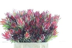 Leucadendron Salignum Blush 40cm