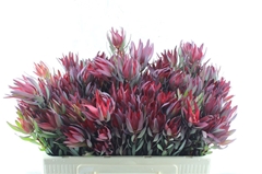Leucadendron Salignum Blush 50cm