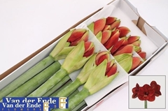 Hippeastrum Ferrari 75cm