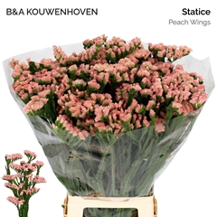 Limonium Sinuatum Peach Wings 70cm 30gr.