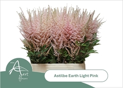 Astilbe Earth Light Pink 70cm