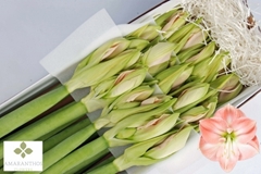 Hippeastrum Darling 70cm