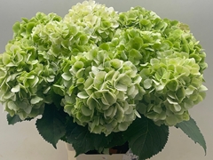 Hydrangea White Verena Classic 50cm 14-16cm Hd