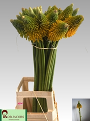 Kniphofia Magical Happy Halloween 80cm