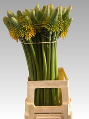 Kniphofia Magical Happy Halloween 70cm