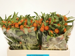 Gomphrena Haageana 50cm