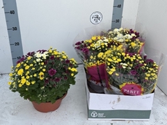 Chrysanth Mix 23Ø 27cm