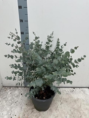 Eucalyptus Urnigera 23Ø 65cm