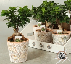 Ficus Microcarpa Ginseng 14Ø 35cm