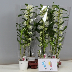 Dendrobium Star Class Apollon 12Ø 70cm 1st