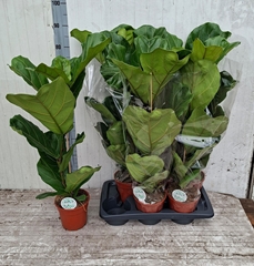 Ficus Lyrata 17Ø 110cm