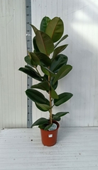 Ficus Robusta 24Ø 145cm
