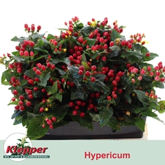 Hypericum Magical Impression 60cm