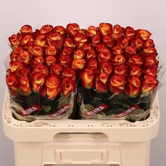 Rosa Firefox 60cm