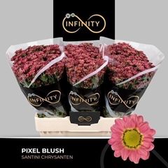 Chrysanth Santini Pixel Blush 55cm 40gr.