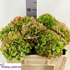 Hydrangea Verena Classic 50cm 14-16cm Hd