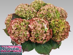 Hydrangea Adora Classic 80cm 20-22cm Hd