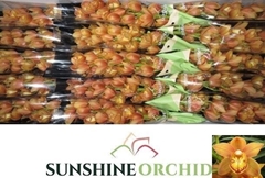 Cymbidium Mini Orange Beauty 50cm