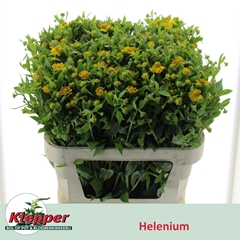 Helenium Kanaria 70cm