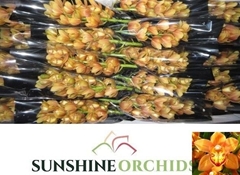 Cymbidium Mini Orange Beauty 40cm