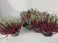 Calluna Garden Girls Twin Girls 12Ø 25cm