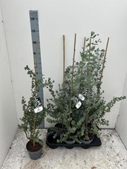 Eucalyptus Gunnii Blue Ice 16Ø 90cm