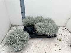 Leucophyta Brownii 15Ø 27cm