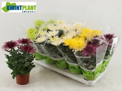 Chrysanth Anastasia Mix 12Ø 30cm