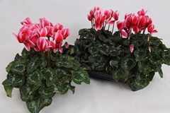 Cyclamen Halios Fantasia 13Ø 35cm