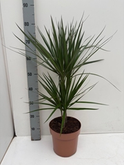 Dracaena 21Ø 80cm