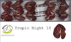 Anthurium Tropic Night 15cm Hd