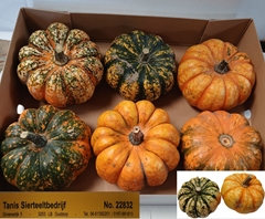 Cucurbita Pepo 14cm