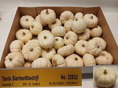 Cucurbita Pepo Baby Boo 6cm