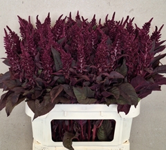 Amaranthus Cruentus Velvet 70cm