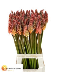 Kniphofia Alcazar 75cm