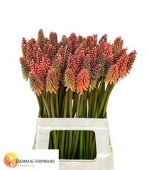 Kniphofia Alcazar 65cm