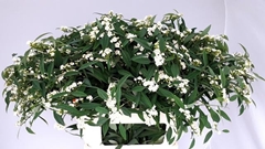 Euphorbia Fulgens Spray Quicksilver 80cm 15cm Hd